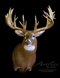 Nevertheless, the man took possession of the deer and left without discussion. The Bucks Of Legendary Whitetails Iii Big Deer Whitetail Deer Hunting Whitetail Deer Pictures
