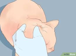 Look at the wear on the front incisor teeth. 3 Ways To Brush A Cat Wikihow
