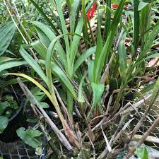 Image result for Polystachya melanantha