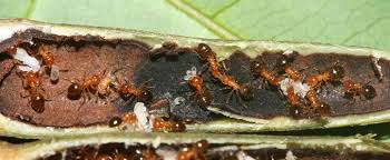 Image result for Cissus nigropilosa