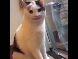 Ollie The Polite Cat Youtube