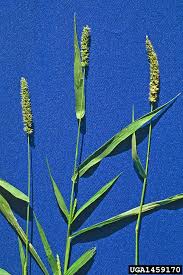 Image result for Setaria