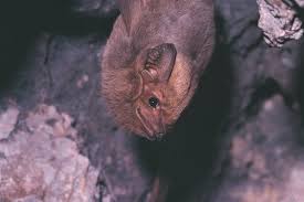 Image result for Thesium brevibarbatum