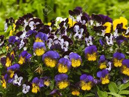 Es gibt eigentlich keine nennenswerte alternative zu pflanzen, wenn es um die effektive belebung des eigenen wohnraumes geht. Blumen Sind Viola Im Garten Sommer Hintergrund Fruhling Bluhende Fruhlingsblumen Lizenzfreie Fotos Bilder Und Stock Fotografie Image 86688183