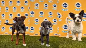The puppy bowl is an annual television program on animal planet that mimics an american football bowl game similar to the super bowl, using puppies. 3 Dogs From Maryland Animal Shelter Playing In Puppy Bowl Cbs Baltimore