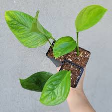 Monstera pinnatipartita is a tropical plant with amazing powers to transform. Monstera Pinnatipartita Juv 0324 Peace Love Happiness Club