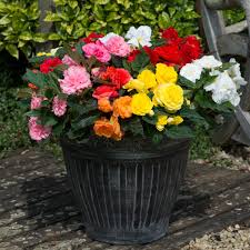 We did not find results for: Begonia Non Stop Mixed Plug Plants Brookside Nursery Brookside Nursery