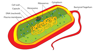 Prokaryote Cell Prokaryotes Mycoplasma Prokaryotic Cell