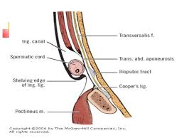 § ductus (vas) deferens § testicular artery § testicular veins. Surgical Anatomy Inguinal Canal Dr Mnr