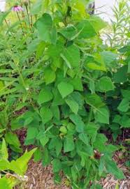 Image result for Amphicarpaea