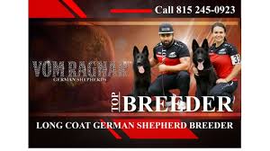 If you are unable to find your german shepherd dog puppy in our puppy for sale or dog for sale sections, please consider looking thru thousands of german shepherd dog dogs for adoption. Best Long Coat Black West German Shepherd Puppies For Sale Vom R Wboc Tv