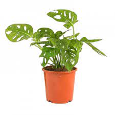 Heartleaf philodendron (philodendron hederaceum) is among the most common houseplants because of its easy to grow nature and lower light requirements. Buy Philodendron Broken Heart Plant Online At Best Prices Setgreen Hyderabad