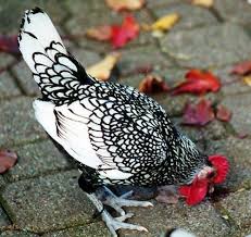 Black And White Hen Oh No When I Get My Ranch I Will Have One Of These Chickens Also Black And White Chickens Fancy Chickens Birds