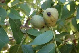 Image result for Walnut blight