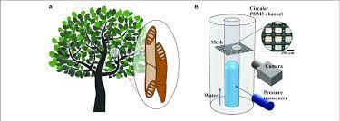 Cells of the vascular system: Structural Features Of Xylem Vessels Of Vascular Plants And Download Scientific Diagram