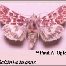 Image result for Landolphia eminiana