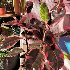 Image result for ficus elastica flower