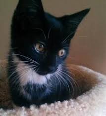 Penguin Is An Adoptable Domestic Medium Hair Black And White Cat In Parlier Ca Penguin Is A Silly Sweetheart Who Has Amazing Black And White Pets Cats Kittens