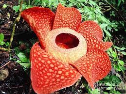 Tambunan Rafflesia Kipandi Butterfly Park Mahua Waterfall Amazing Borneo Tours Stinky Flower Weird Plants Corpse Flower