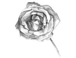 1001 Modeles Et Conseils Pour Apprendre Comment Dessiner Une Rose Croquis De Rose Dessin Rose Comment Dessiner Une Rose