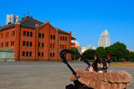 横浜 室内 ドッグラン