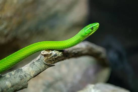 7 fascinating facts about snakes | World Animal Protection UK
