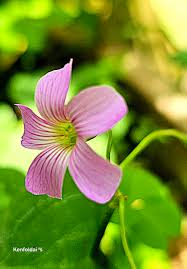 Image result for Oxalis debilis