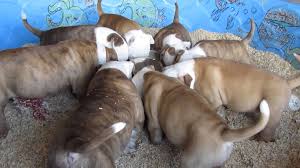 Pitbull Yavrusu Bakiminda Davranis Ve Beslenme Ile Ilgili Bilinmesi Gerekenler