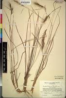 Image result for Aristida transvaalensis