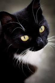 Black And White Cat With Green Eyes If You Love Cats Click Here For 1000 S More Http Thegreatcatbog Tumblr Com Pretty Cats Beautiful Cats White Cats