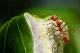 Natural pest control for flies: For Safer Cheaper Pest Control Just Add Ants