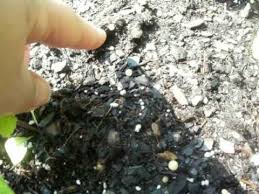 Huge collection, amazing choice, 100+ million high quality, affordable rf and rm images. Are These Slug Eggs Youtube