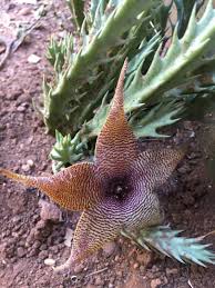 Image result for Tridactyle bicaudata