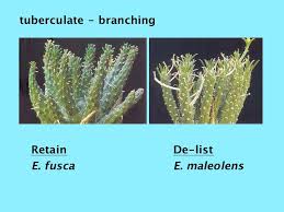 Image result for Euphorbia distinctissima