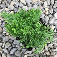 Image result for Selaginella afrorum