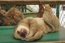 Rezultat Iskanja Slik Za Sleeping Sloth Cute Sloth Pictures Sloth Funny Sloth Pictures