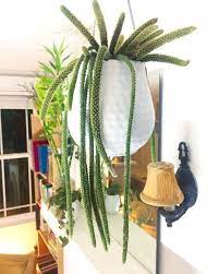 More often, we'll find it growing on trees, crevasses and similar places. The Rat Tail Cactus Everything You Need To Know Succulent City