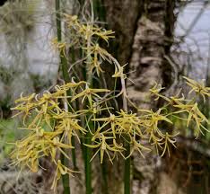 Image result for Helichrysum harveyanum