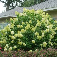 We did not find results for: Limelight Hydrangea Wholesale Liners Spring Meadow Nursery