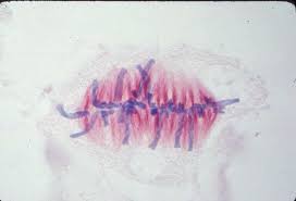 The interphase lasts more than 95% of the duration of cell cycle. 3 2 The Cell Cycle Cell Division Siyavula
