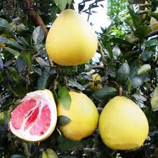Image result for Citrus maxima