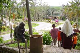 Bukit melawati or melawati hill is a hill in malaysia near kuala selangor. Kuala Selangor S Wild Menagerie T1d Wanderer