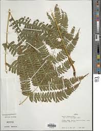 Image result for Pteris linearis