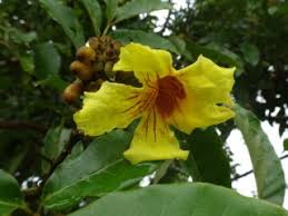 Image result for Bignoniaceae