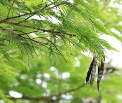 Image result for Acacia polyacantha