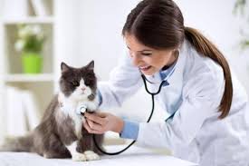 This type of nsaid, ibuprofen included, will inhibit inflammatory and, with toxic effects occurring so easily, any dose is highly questionable at best. Can You Give A Cat Ibuprofen Pain And Fever Relief