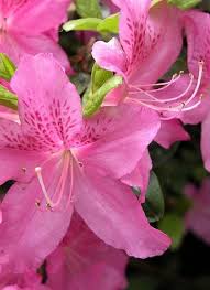 Azaleas Pretty Flowers Flower Close Up Love Flowers