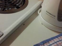 Maybe you would like to learn more about one of these? Mouse Droppings On Kitchen Bench Picture Of Northpoint Holiday Apartments Alexandra Headland Tripadvisor
