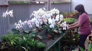 Jenis bunga anggrek termahal, langka, hitam. Jenis Jenis Bunga Anggrek Yang Indah