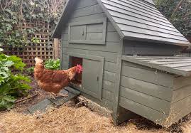 See more of backyard chicken coops on facebook. How To Raise Chickens In Your Backyard